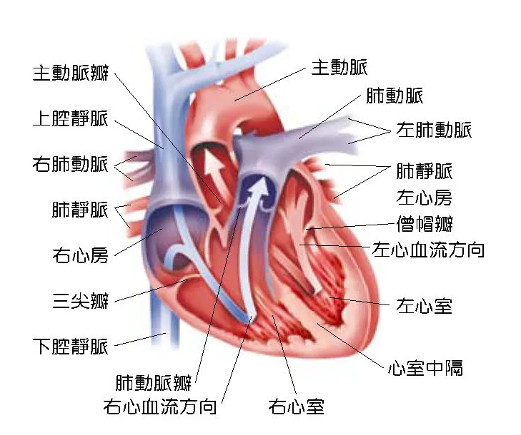心臟腔室結構與血液循環方向