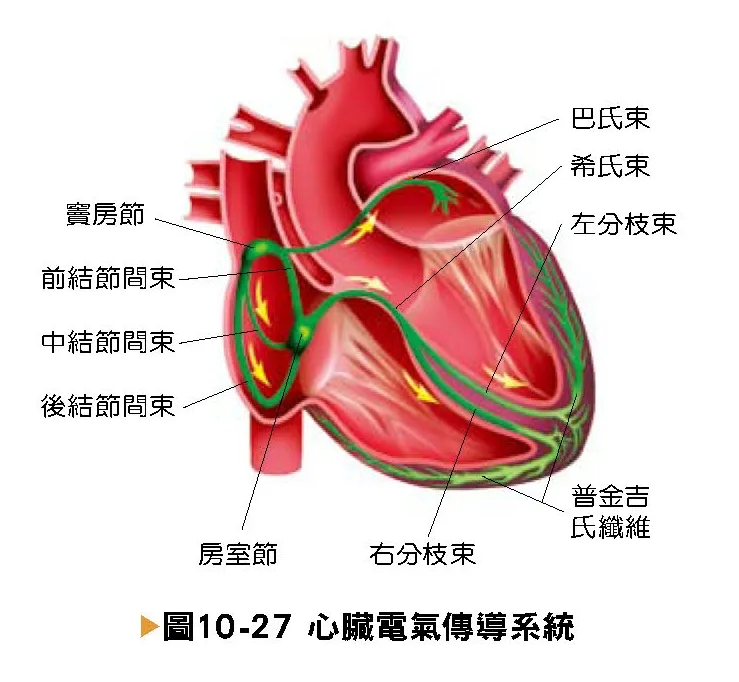 心臟傳導系統路徑