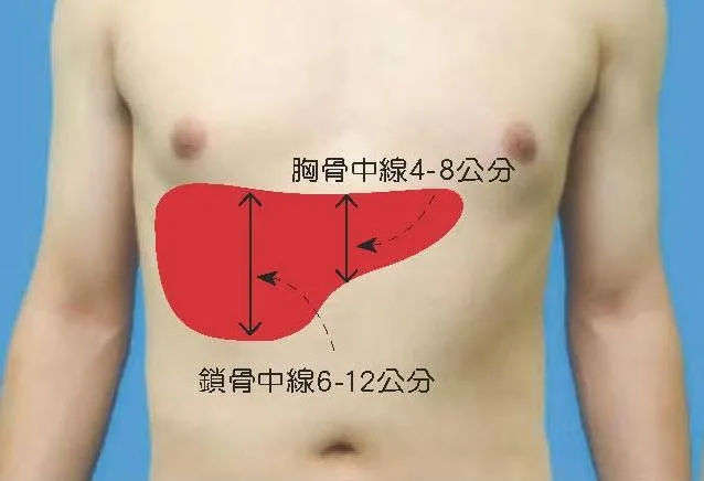 肝幅距離的正常值
